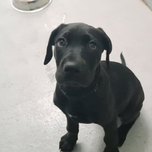 Luna (adoption Pending)