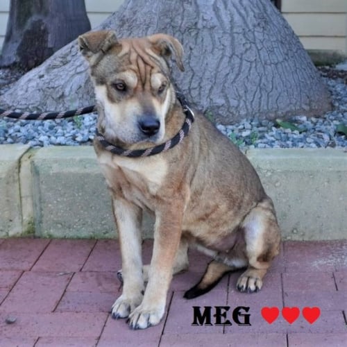 Meg