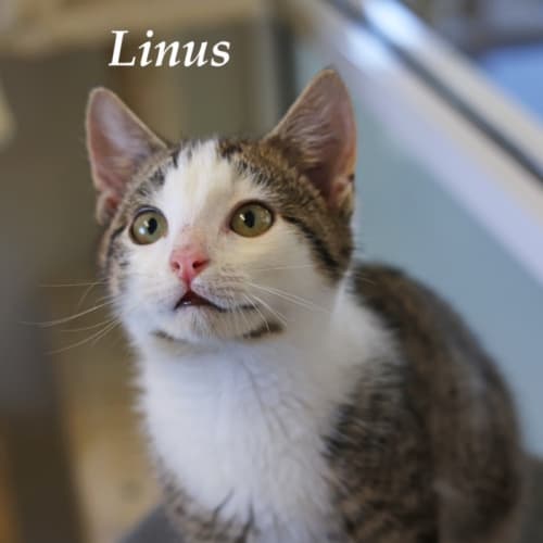 Linus