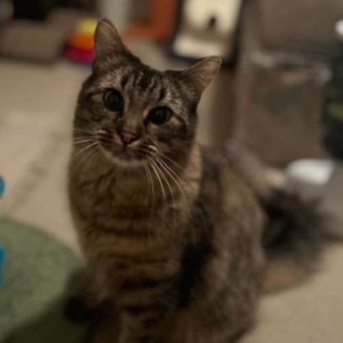 Bb