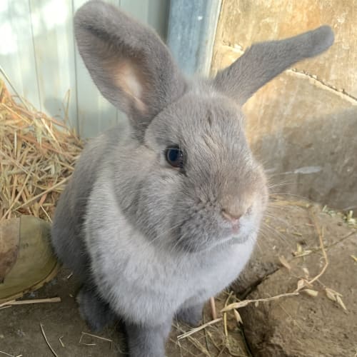 Penelope