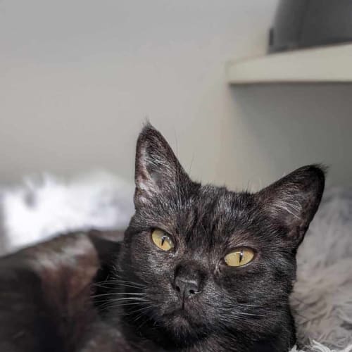 Frida
