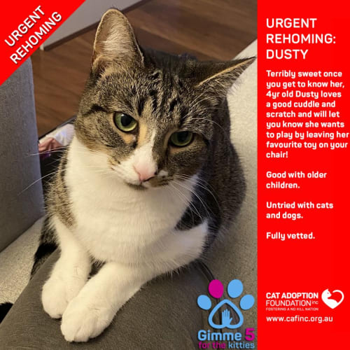 Dusty Private Rehoming No Charge!