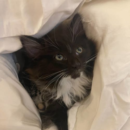 Paloma