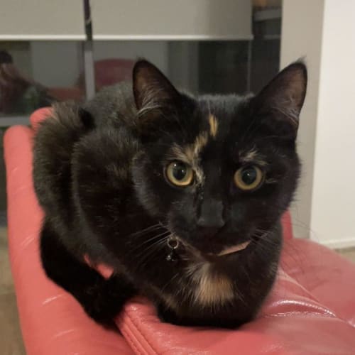 Rusty *9 Lives Project Rescue*