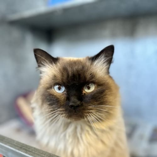 Peter