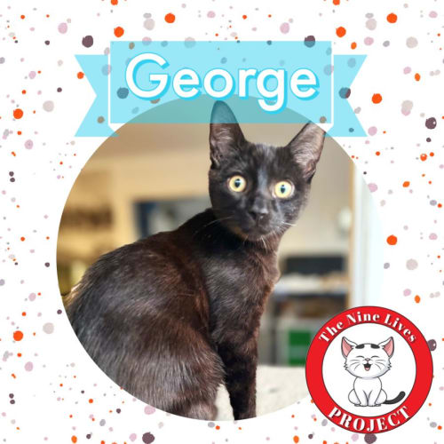 George *9 Lives Project Rescue*