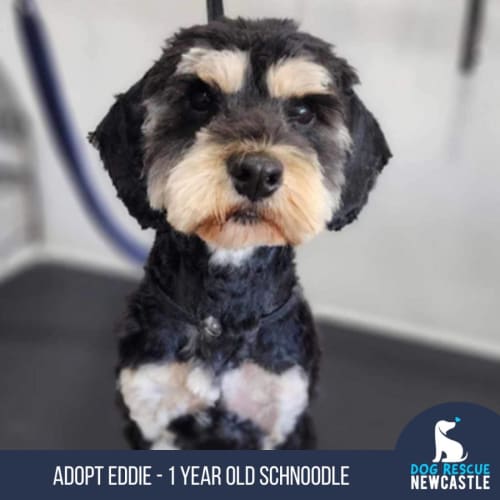 Eddie - 1 Year Old Schnoodle (Trial)