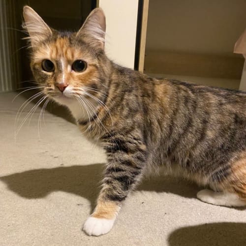 Ramona
