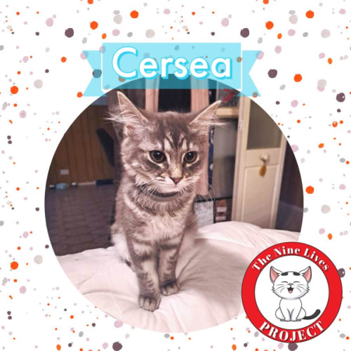 Cersea *9 Lives Project Rescue*