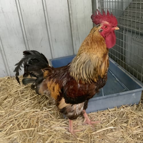 Heihei