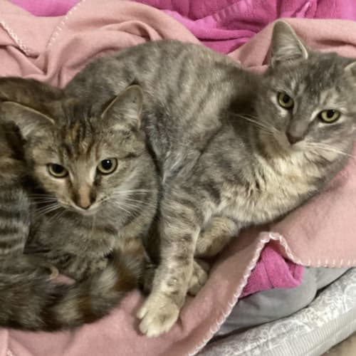 💕Gigi & Opal 💕