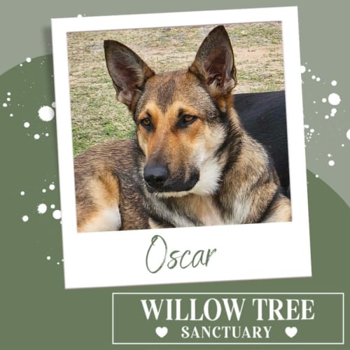 Oscar