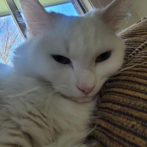 Ella - Located in Boronia 