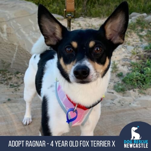 Ragnar - 4 Year Old Fox Terrier X (Trial)