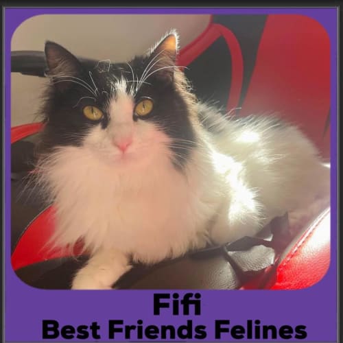 Fifi 