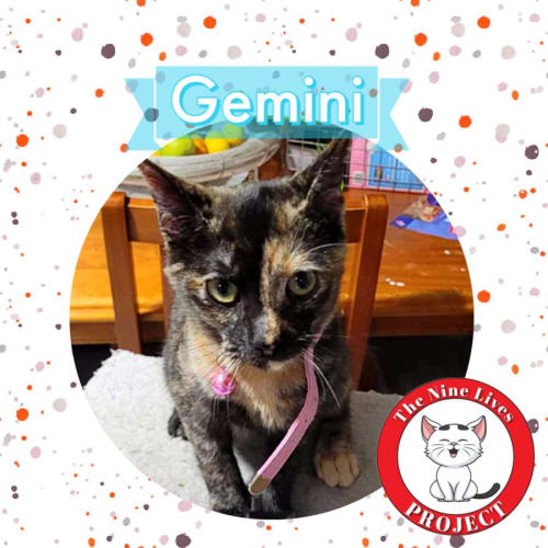 Gemini *9 Lives Project Rescue*