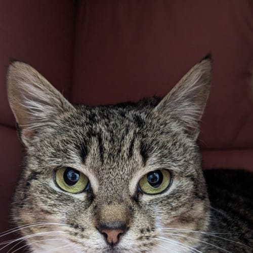 🍰 Rowena F02503 🍰