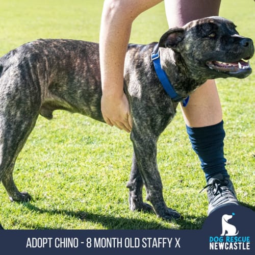 Chino - 8 Month Old Staffy X (Trial)