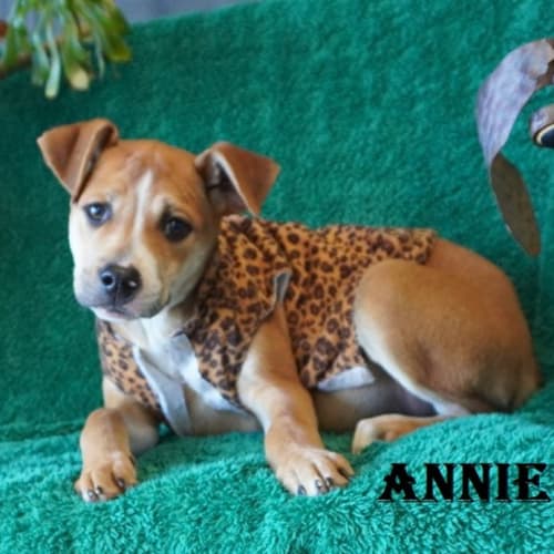 Annie