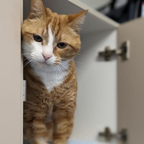 Purrlock Holmes