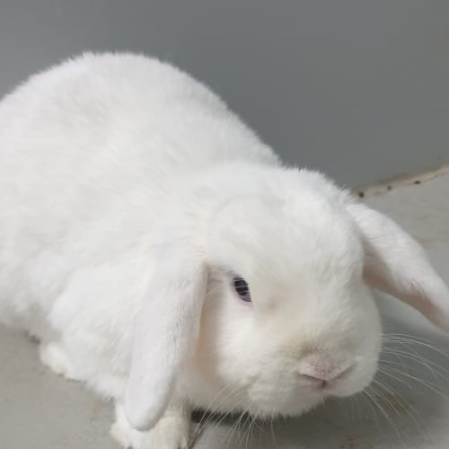 Cotton