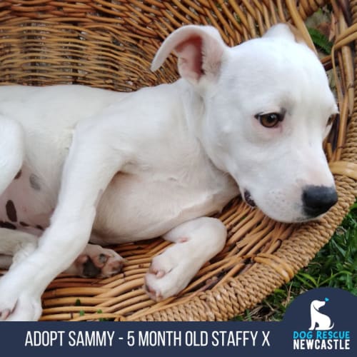 Sammy - 5 Month Old Staffy X (Trial 8/10/23)