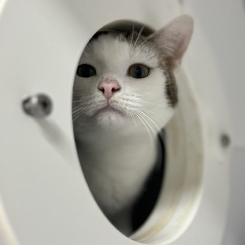 Romeo 