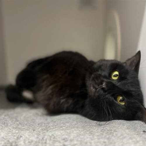 Salem