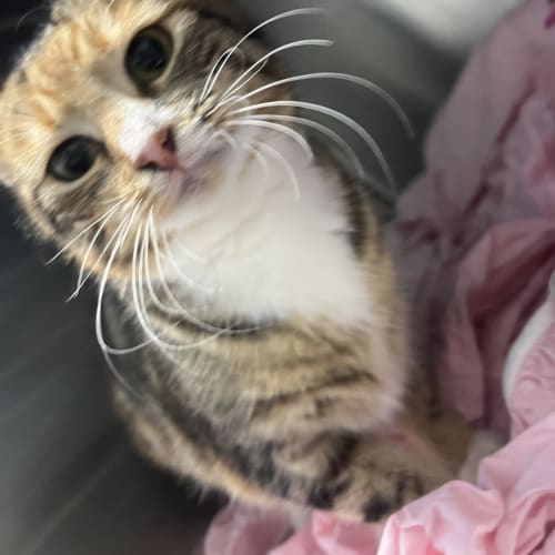 Lulu  