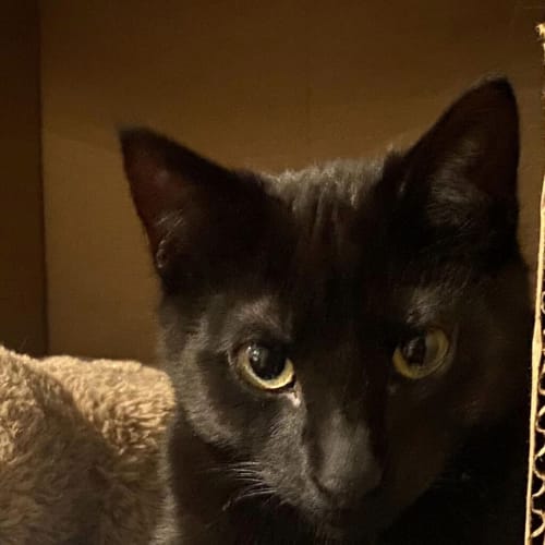 Pepper 