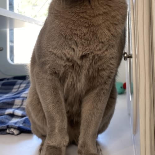 Bella