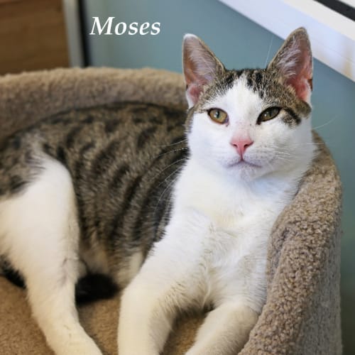 Moses