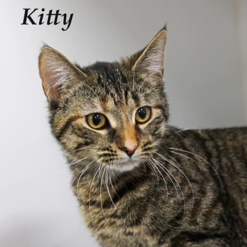Kitty