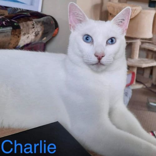 Charlie