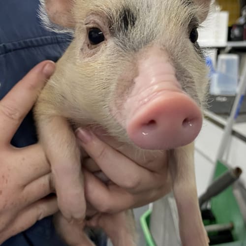 Pigachu