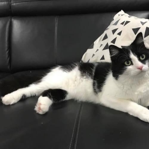 Sylvester