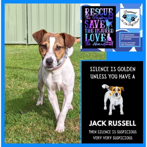 Ross ~ Pocket Rocket