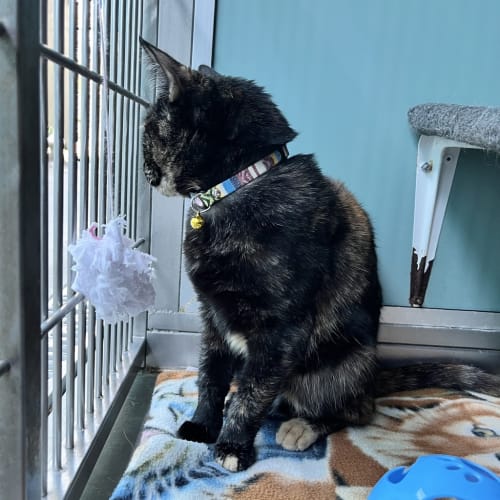 Missy (maude)