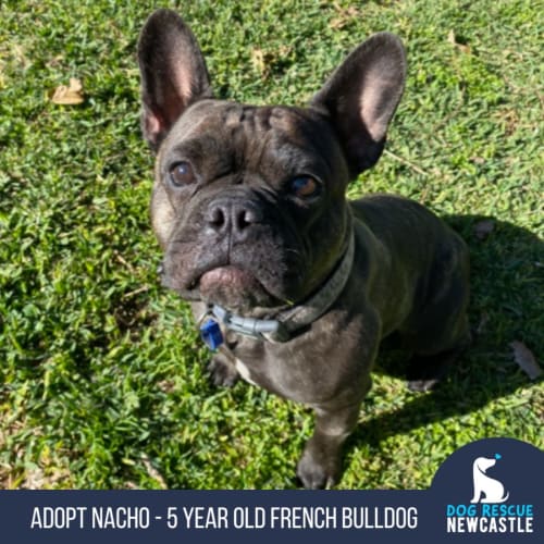 Nacho - 5 Year Old French Bulldog