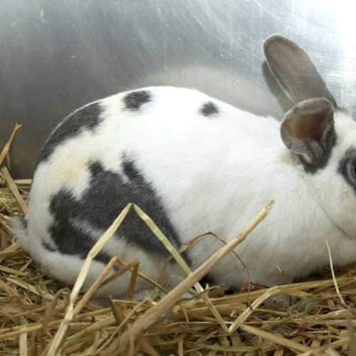 Bonnie