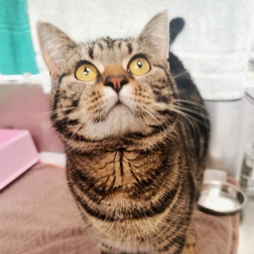 Arlo