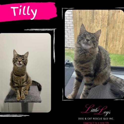 Tilly