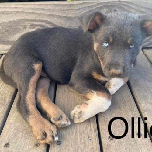 Ollie 