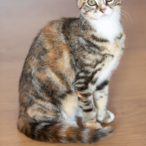 Arabella