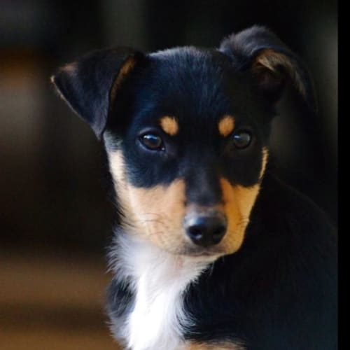 Scout