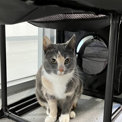 Lyanna