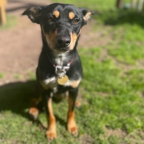 Chiquita