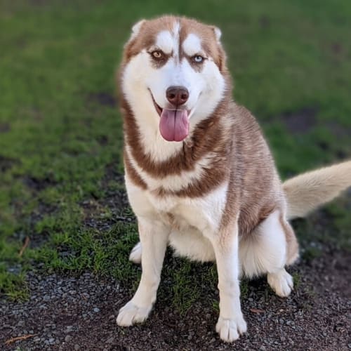 Stella