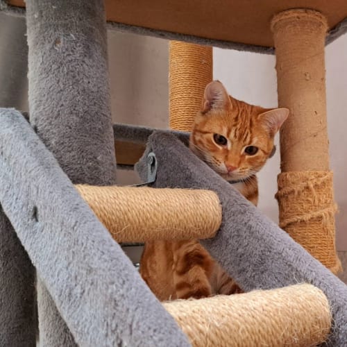 Thomas the Purr Engine